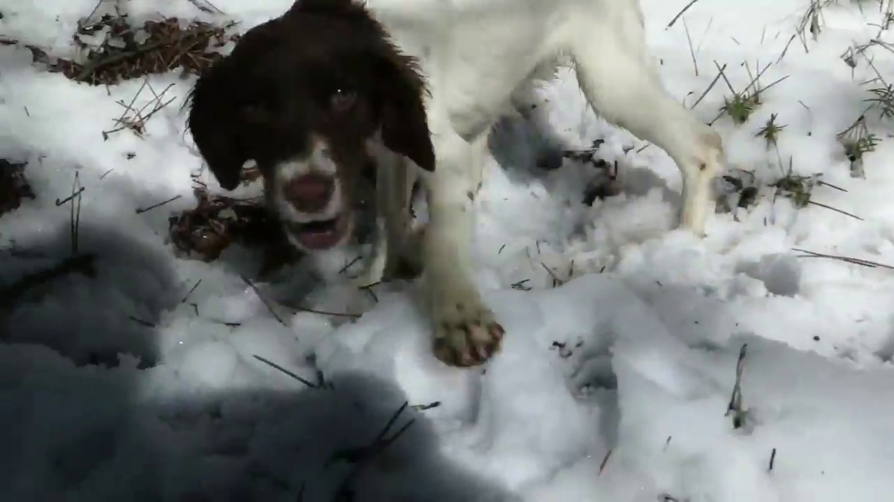 Perros truferos buscando trufas