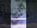 Crazy Thing about Black Panther