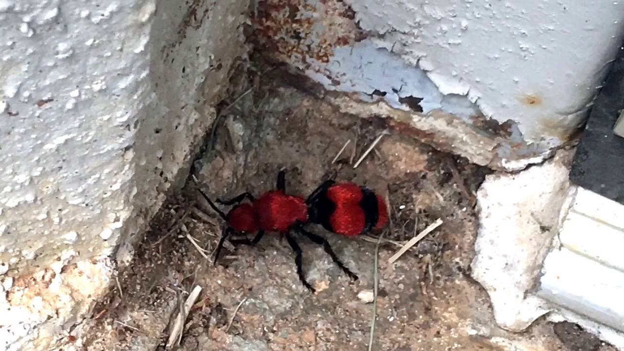 24 oz Tuesday beeswax