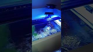 Aquário Marinho #shorts ,#viral