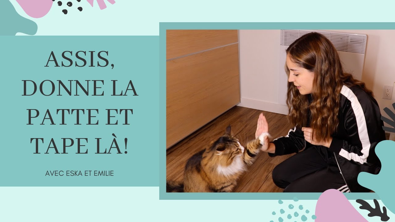 apprendre tour a son chat