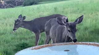 Deer Family 🦌 The Young Bucks