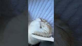Cat is chilling #britishcat #cat #kitten #cutecat