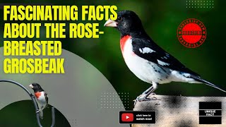 Discovering the Beauty and Fascinating Facts of the Rose-breasted Grosbeak