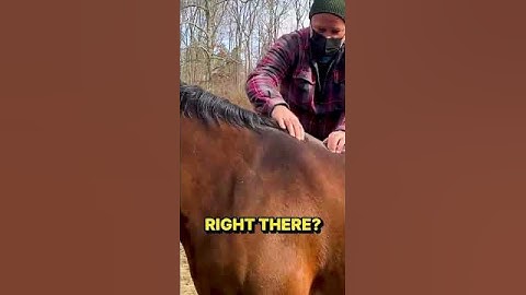 Rescue Horse TWITCHING in PAIN ~ CRACKED into RELIEF by Animal Chiropractor!