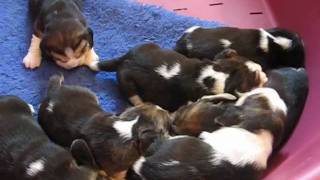 Beagle puppies - litter U two weeks old