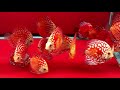 Top 10 Famous Discus Fish Variety in the World