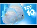 Top 10 Famous Discus Fish Variety in the World