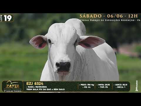 LOTE 19