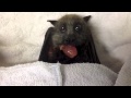 Милая летучая лисица ест виноград