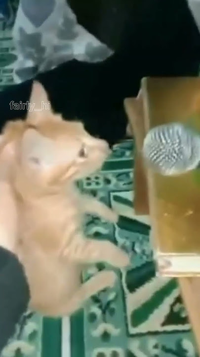 emak be like:TUH LIAT KUCING AJA BISA NGAJI LAH ELU BISANYA MAIN EPEP