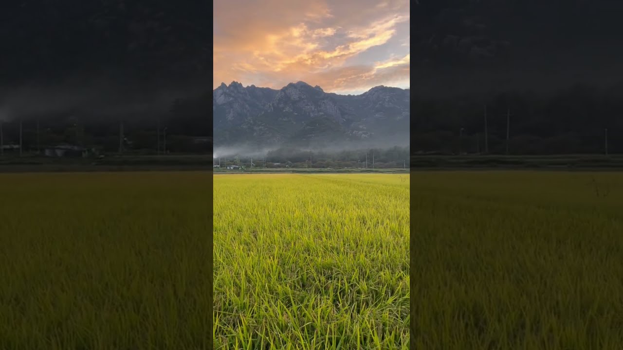 Sunset over a rice paddy in South Korea 💚