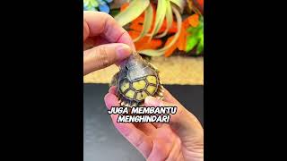 Kenapa Cangkang Kura-Kura Harus Dikelupas? Ini Alasannya!