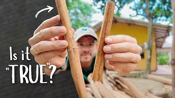 Where is Cinnamon From? | The True Story of Ceylon vs Cassia