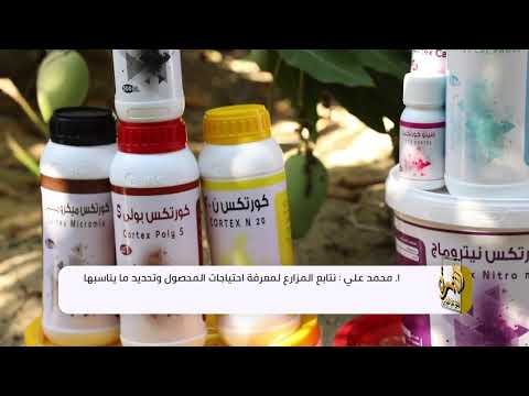 أجرو كورتكس تطرح منتجات جديدة لمواجهة التغيرات المناخية في زراعة المانجو وتحقق اعلى انتاج