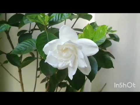 Video: Garden Bud Drop - Niyə Qardeniya Qönçələri Bitkidən Düşür
