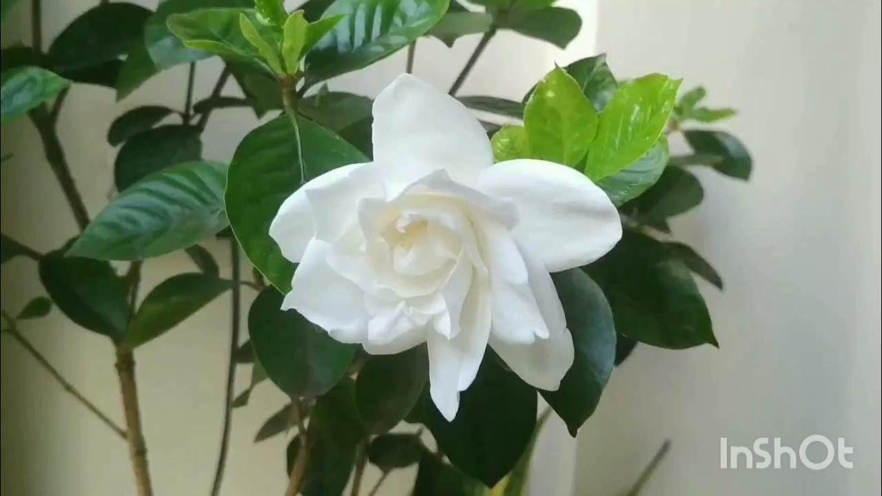 HOW TO TREAT BUD DROP IN GARDENIAS TIPS TO HAVE MORE BLOOMS ON GARDENIAS YouTube