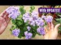 STRIKINGLY BLUE Ageratum - How To GROW From SEED?