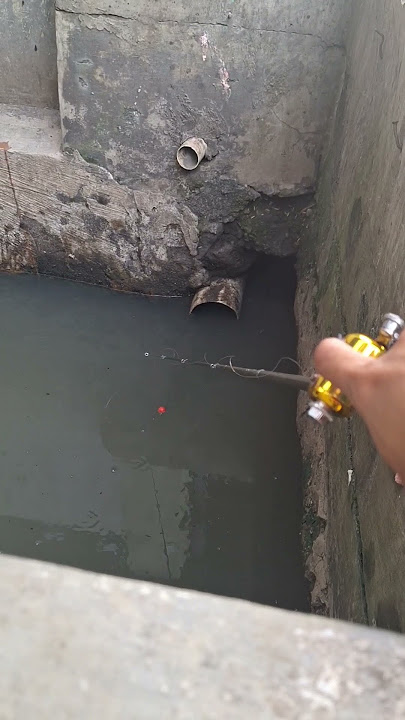 Mancing di selokan kecil dapat ikan babon #asmr #mancing #fishing