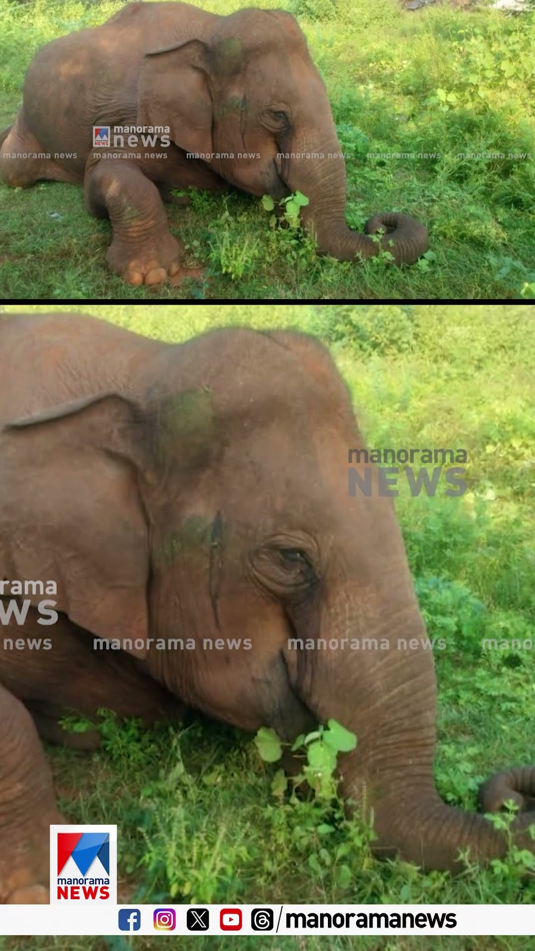 അമ്മയെ നഷ്‌ടപ്പെട്ടതിന്റെ വേദനയോടെ കുട്ടിയാന #Elephant