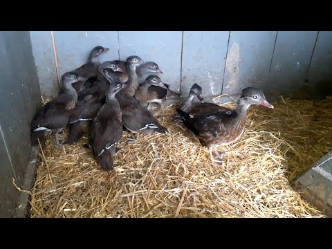 Утка Мандаринка//Утятам полтора
