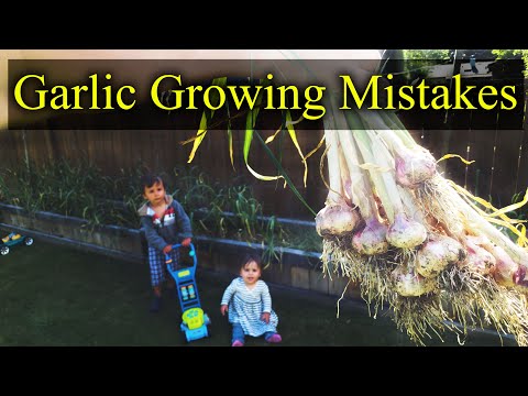 Video: Problemen oplossen Floppy Garlic: Redenen voor het hangen van knoflookplanten