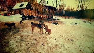 ПОЕХАЛИ С ТАБОРА НА ИЗБУ. ПРОПАЛ ГАРИК.