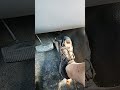 7.3 Liter Throttle Position Sensor Reset and Calibration How To.