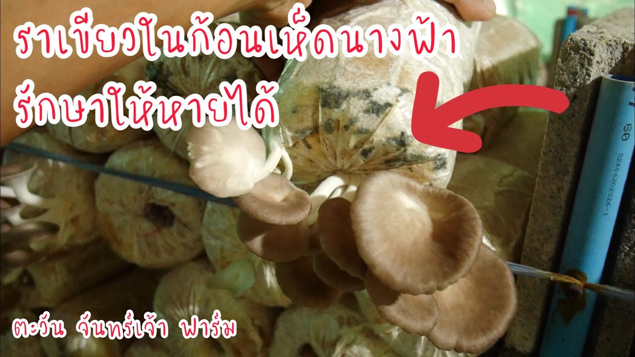 ราเขียวในก้อนเห็ดนางฟ้า รักษาให้หายได้