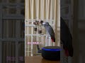 アレクサが反応しない！どうするヨウムのヒトちゃん