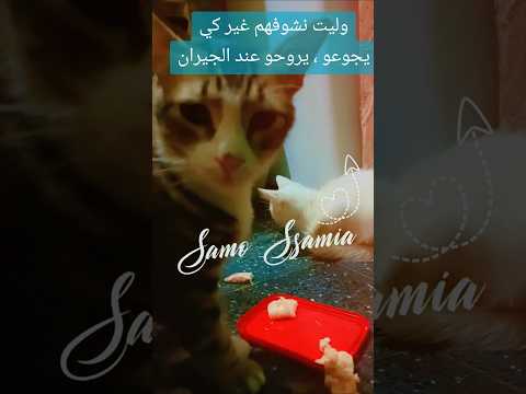 قطتي ميشات وميشو نشوفهم غير كي يجوعو  قطط الشعب الصيني ماله حل اكسبلور  النظافه