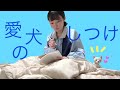 愛犬のしつけ方