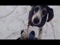 My Snowy Paradise With My Dogs!