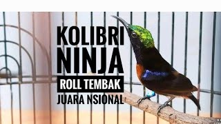 Kolibri Ninja Roll Tembak JUARA 2022 Isian Cililin Pelatuk Srindit Love Bird Jangkrik Jenggot