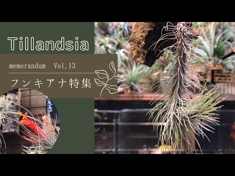2021年10月30日【チランジア】育成中のTillandsia フンキアナ紹介！VOL