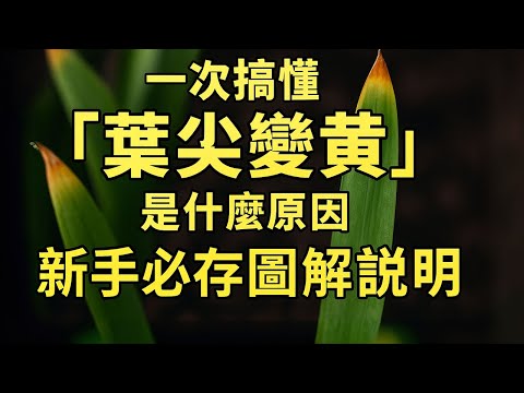 細長い葉の秘密：植物が進化させた驚きの理由と育て方