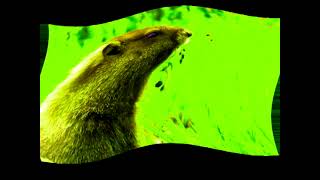 Wildlife in Stereoup V7