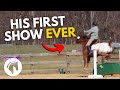 Tuckers very first horse show