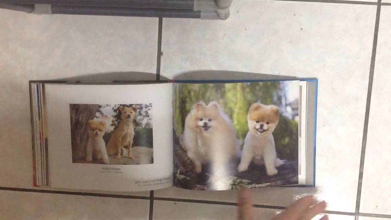 boo little dog in the big city