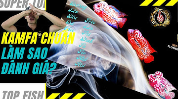 Kamfa chuẩn | Cách phân biệt Cá la hán Kamfa đúng chuẩn không phải ai cũng biết