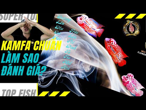 Video Kamfa chuẩn | Cách phân biệt Cá la hán Kamfa đúng... - youtube