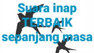 Suara inap burung walet terbaik sepanjang masa/FREE download