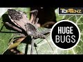 10 Bizarre Bugs That Defy Imagination