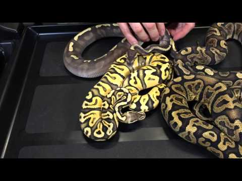 2013 Holdback Ball Pythons- Part 2:  Co-Doms and Multi-Co-Doms