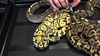 Celebrity 2013 Holdback Ball Pythons- Part 2:  Co-Doms and Multi-Co-Doms Profile
