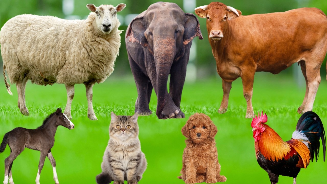 Cute Animal Moments: Dog, Chicken, Cat, Sheep, Cow, Pig, Elephant, Monkey, Rabbit - Explore Animals