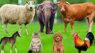 Cute Animal Moments: Dog, Chicken, Cat, Sheep, Cow, Pig, Elephant, Monkey, Rabbit - Explore Animals