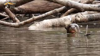 Lobo De Río - Reserva Nacional Allpahuayo Mishana
