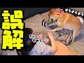 誤解した柴犬が女子高生の娘をどしばく！スタープラチク発動！