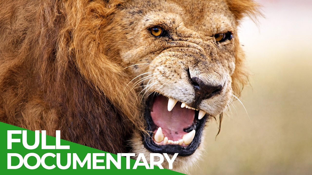 Survive the Wild: Nature’s Ultimate Battle | Full Series | Free Documentary Nature